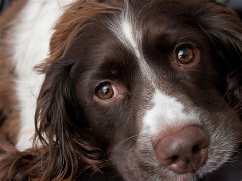  And I see a lot more Springer Spaniel owners struggling with recall problems than Labrador owners